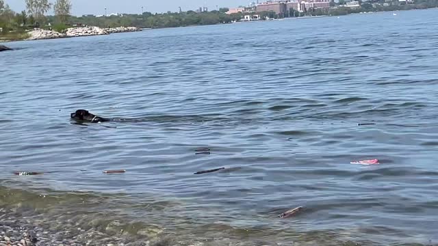 Pit Bulll Swimming (Toronto, Lake Ontario)