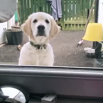 Dog in the Window