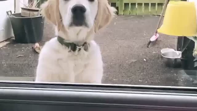 Dog in the Window