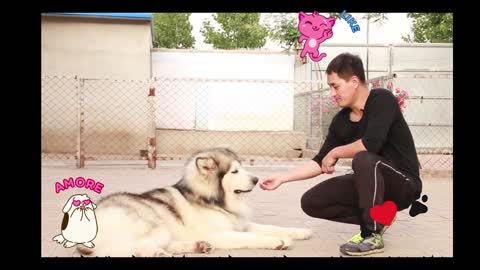 GIANT ALASKAN MALAMUTE DOGS is taking a bath! Wow!