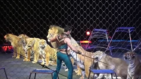 The circus tiger is very obedient