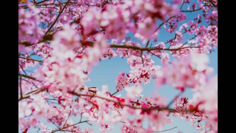 Beautiful Cherry Blossoms with Piano ... Relaxation Music For Sleep