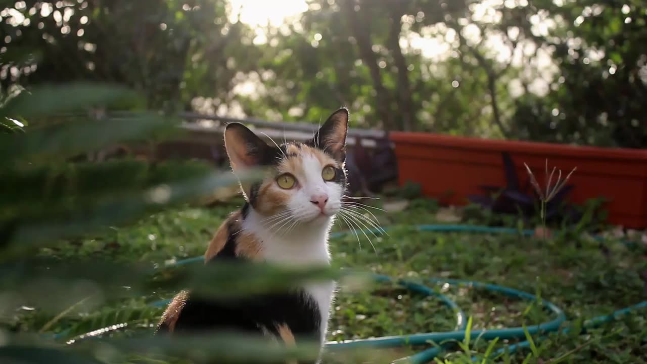 A calico cat