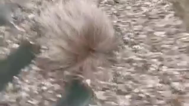 Do you sometimes don't understand your dogs?!