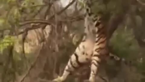 Tiger fall down funny video