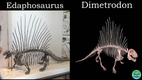 Edaphosaurus: The Lizard with a sail