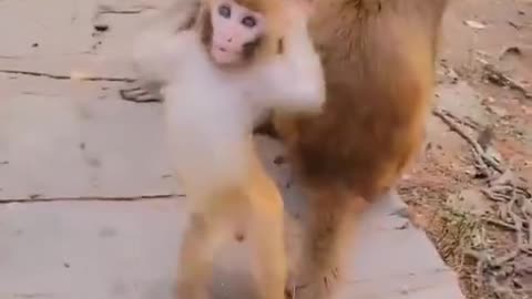 Very funny monkey