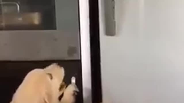 Golden Retriever Puppy try to sleep inside the fridge! So cute