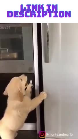 Golden Retriever Puppy try to sleep inside the fridge! So cute