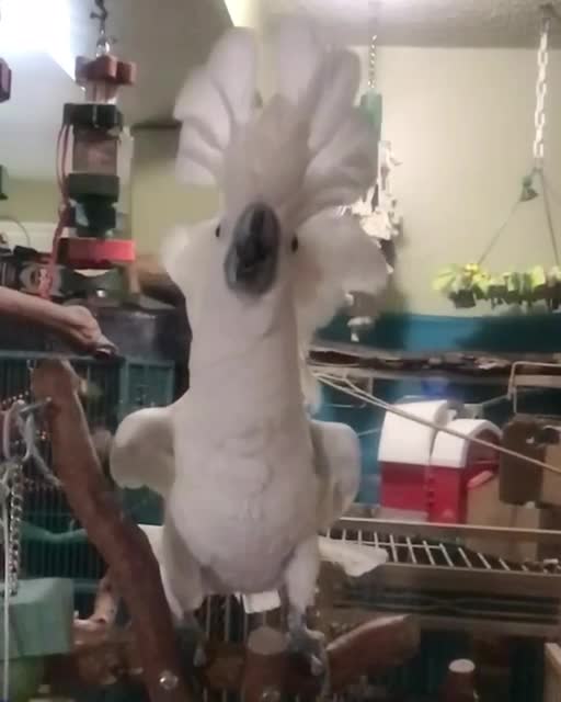 Shou Shou The Cockatoo In Full On Dino Mode