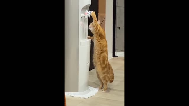 CAT DRINKING WATER LIKE A HUMAN