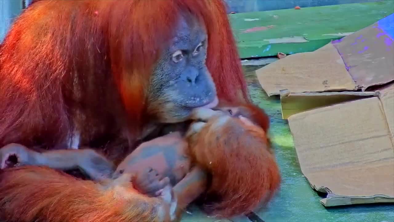 Sumatran Orangutans At The Toronto Zoo