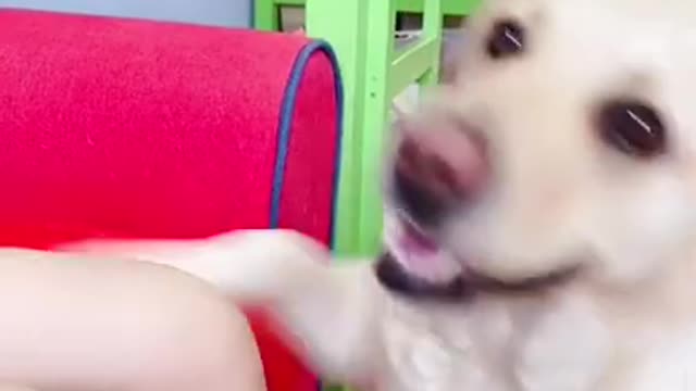 Baby Animals 1 Minutes of Funny Cats and Dogs Videos 2021 Perros y Gatos Recopilación