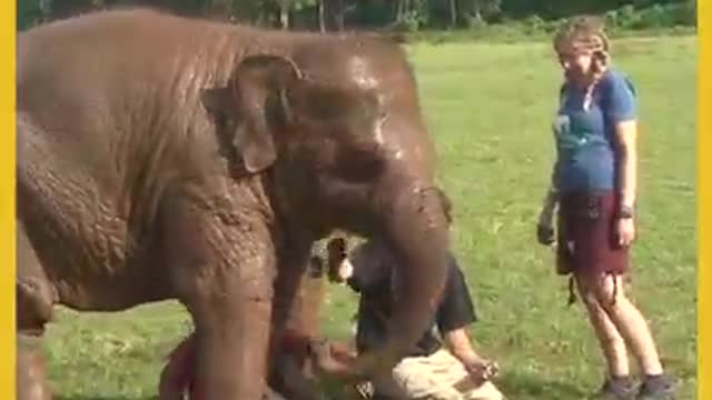 Elephant masti