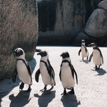 animal wild life for ice