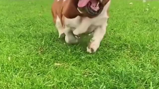 Funny dog