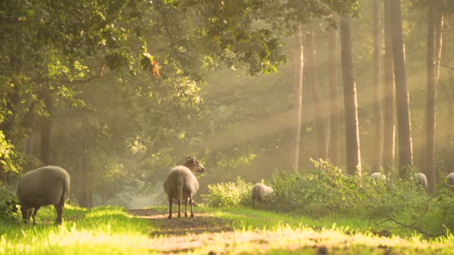 Sheep Morning Sunray Nature Landscape Sunrise