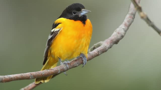 Baltimore Oriole Bird Singing - Oriole Bird Sounds, Oriole Bird Chirping