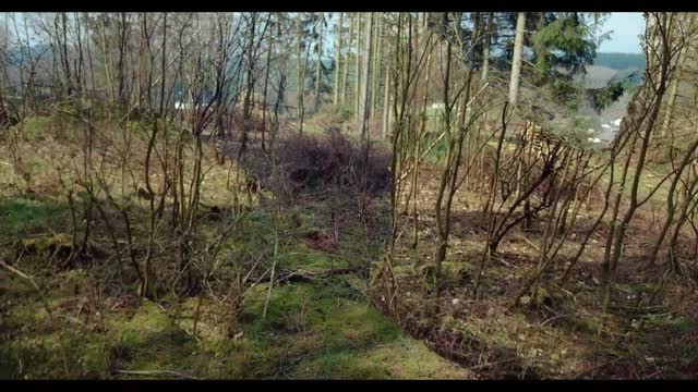 Tannenflug im Wildetal