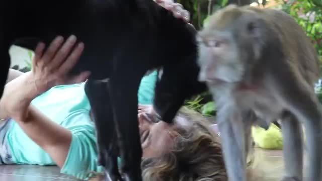 Monkey giving hair spa to his caretaker