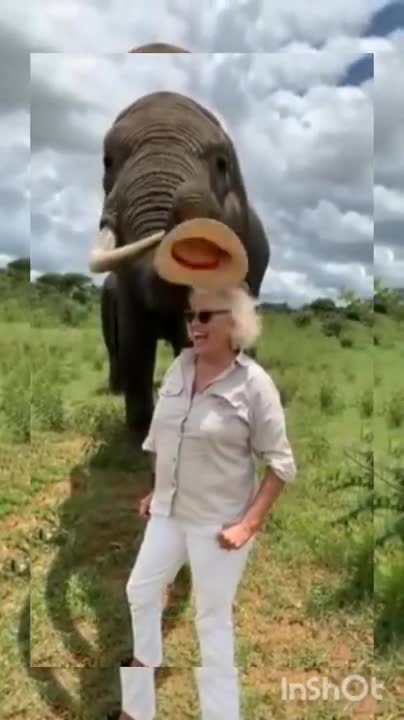 Elephant Take the hat off and hides from Women and gives it back when asked for Hat ( Funny )