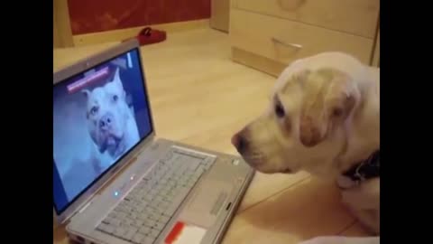 funny dogs communicating