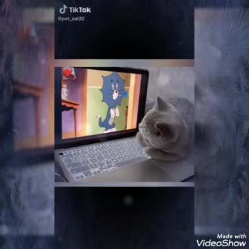Nice cat 😀watching Tom and Jerry😃