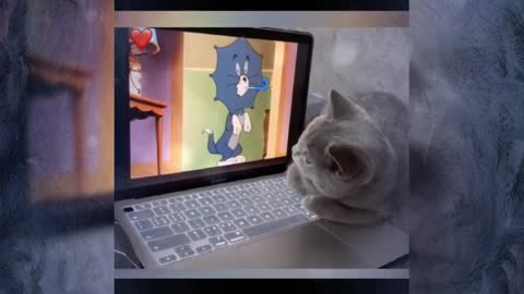 Nice cat 😀watching Tom and Jerry😃