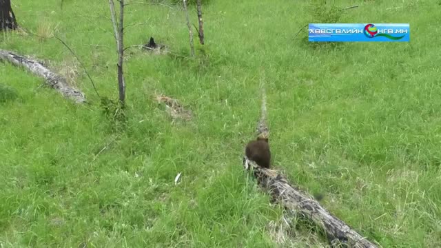 This lovely 3-month-old bear cub enters herder camp in Mongolia