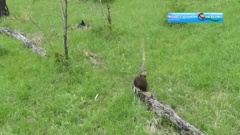 This lovely 3-month-old bear cub enters herder camp in Mongolia