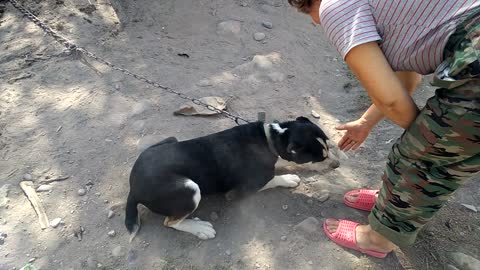 Mom asked the dog to give her a paw.