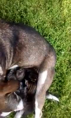 Perra callejera cría a gatitos abandonados