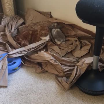 Baby bunny wants to play with cat