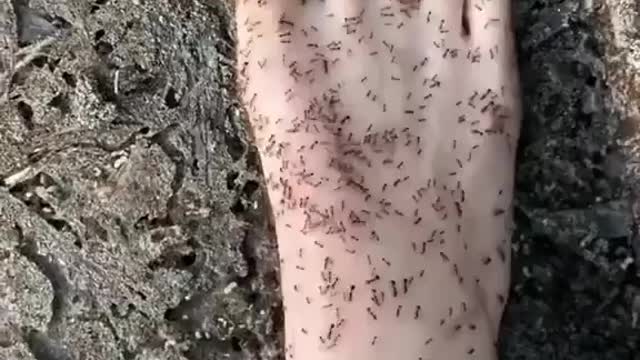 A video you can feel 🐜🦶🏼