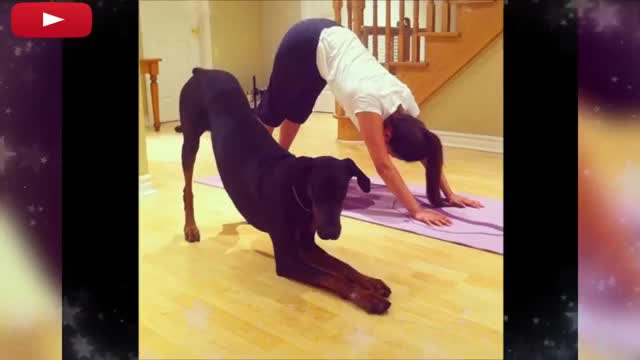 Funny Animals Doing YOGA Better Than You - Top Funny Moments