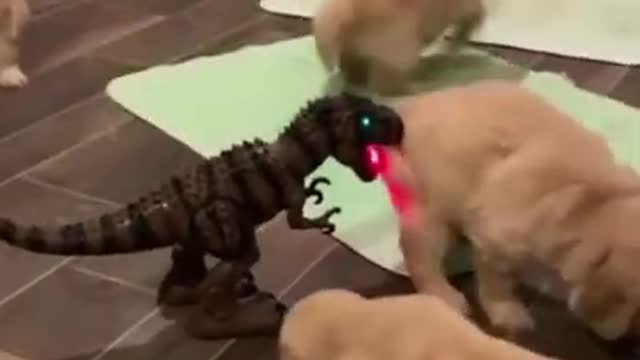 My dogs playing with dragon