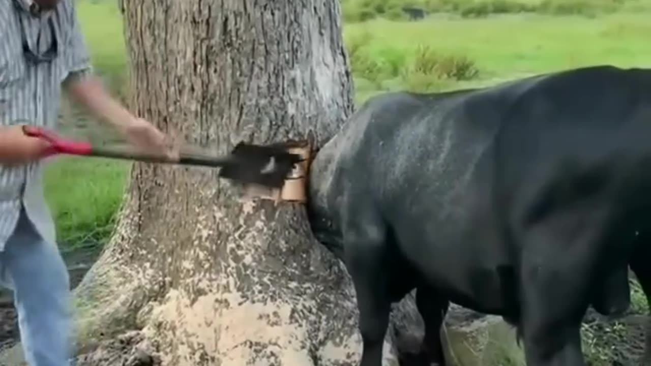 Cow head stuck under the tree