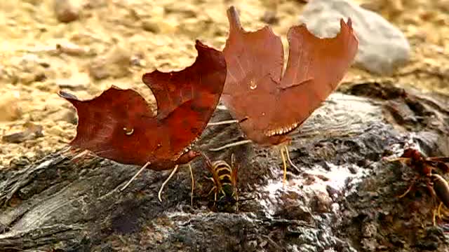 Rarely Seen Question Mark Butterfly.