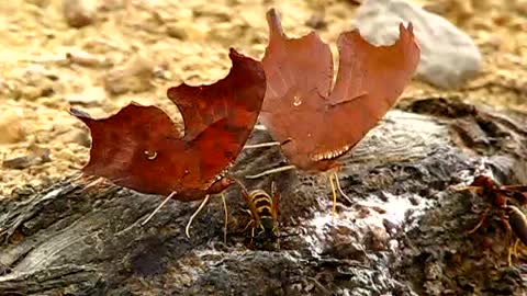 Rarely Seen Question Mark Butterfly.