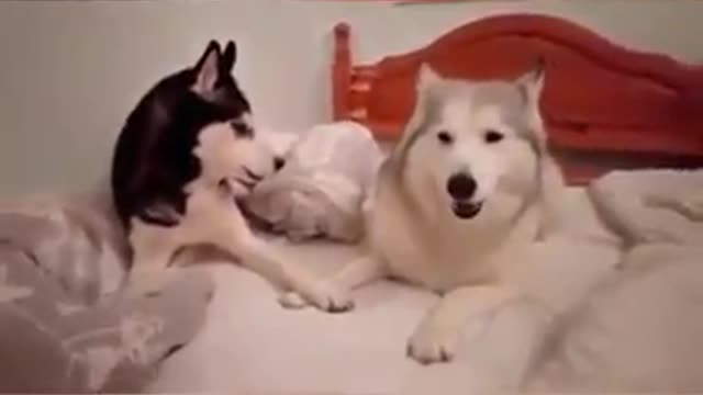 Two Dogs have a Fight, FUNNY & CUTE