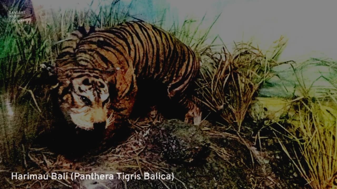 PREDATOR PALING BUAS INI MENJADI SEBAB KEPUNAHAN HARIMAU BALI