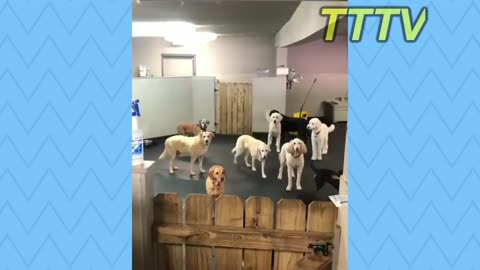 Cute and funny dogs