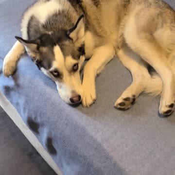 Husky Sneaks Onto Bed, Too Cute To Kick Off
