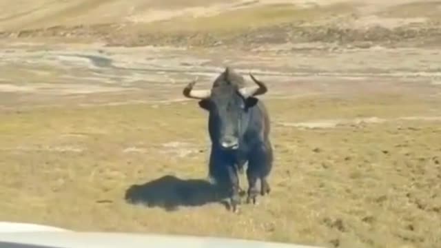 aggressive Yak,From tiktok @aaii597 #shorts