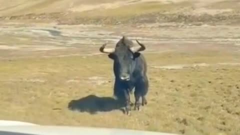 aggressive Yak,From tiktok @aaii597 #shorts