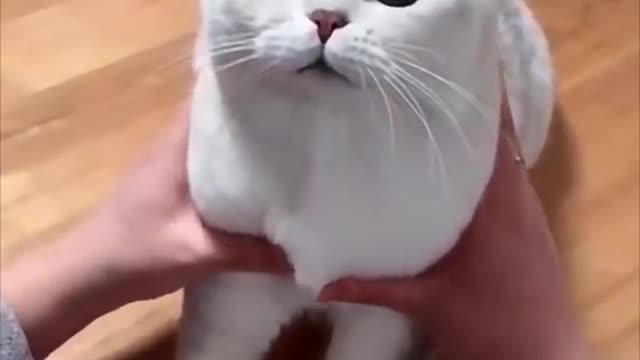 funny cat videos | cute cat videos | cute animals | funny cats #shorts