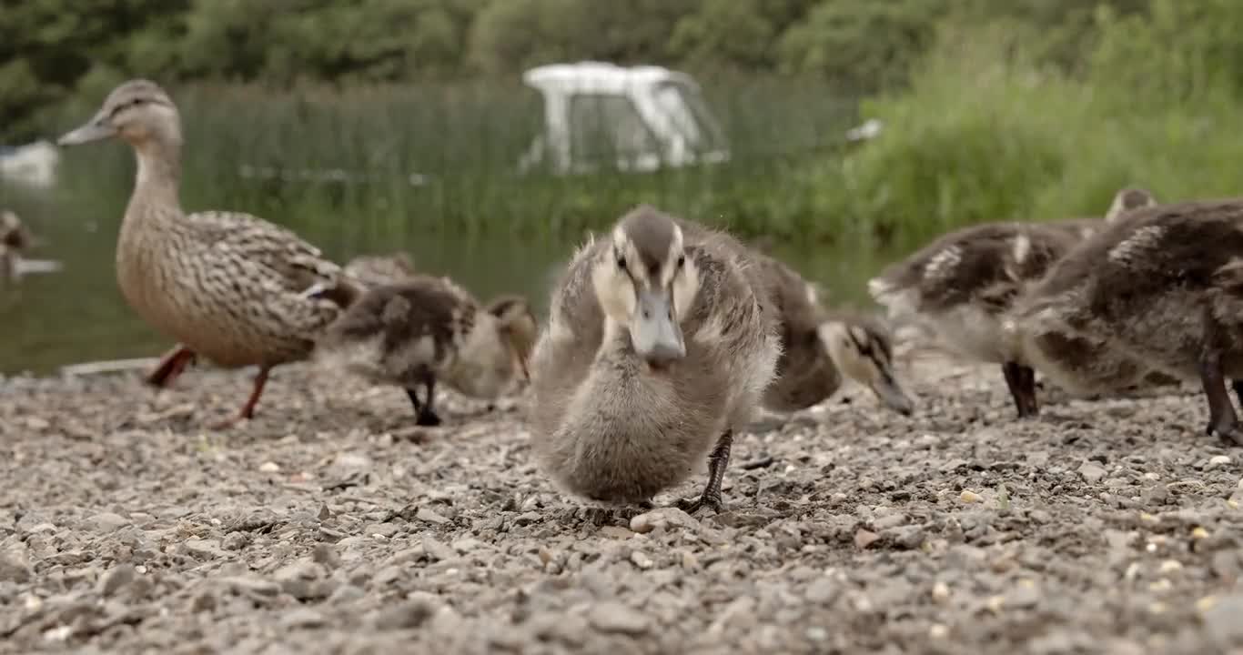 Duck on the water