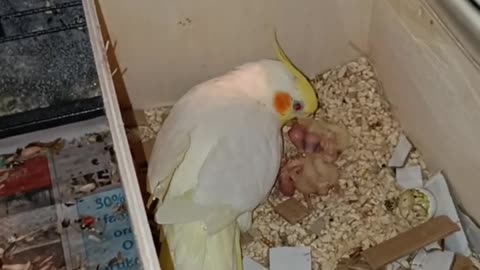 Cockatiel Chick Feeding