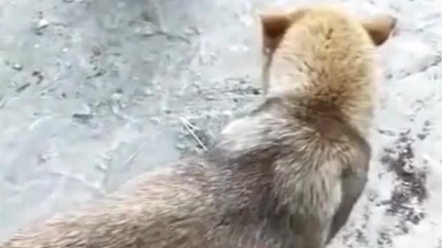 Funny Dog Videos ,Funny Dog Videos #1 #Shorts