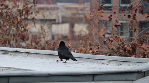 Crow on the roof gets boored